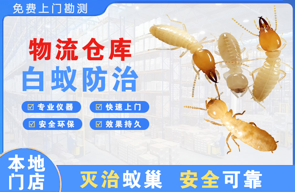 开平物流仓库白蚁防治
